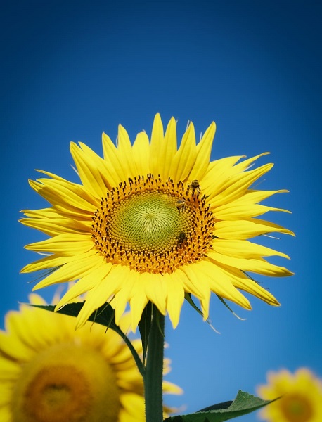 Foto - Bu karelere herkes hayran kalıyor