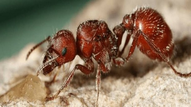 Foto - Bu karınca yılandan daha beter! Zehri felç ediyor! Aman dikkat, o bölgemizde kaynıyor