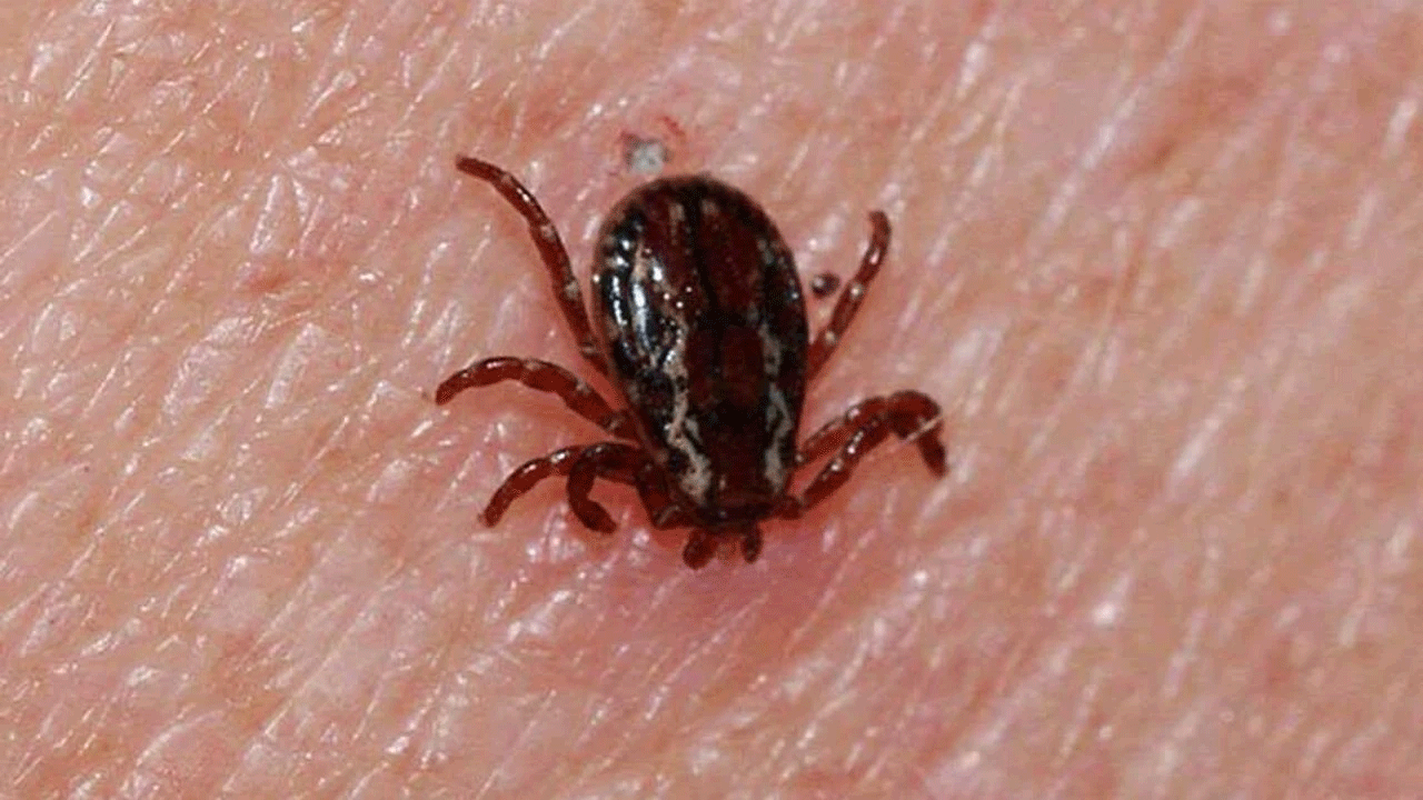 Foto - Bu karışım keneyi uzak tutuyor: Spreyle uygulayın yeter!