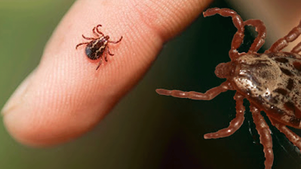 Foto - Bu karışım keneyi uzak tutuyor: Spreyle uygulayın yeter!