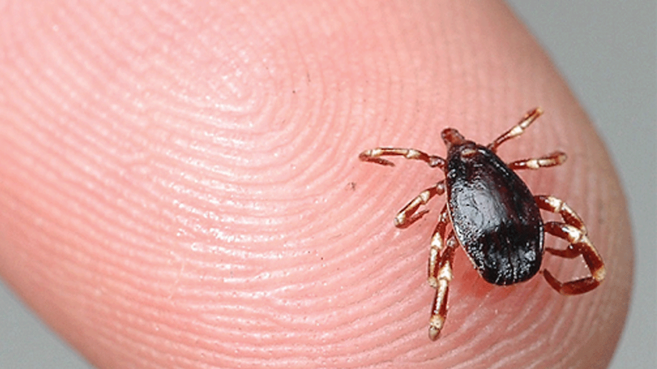 Foto - Bu karışım keneyi uzak tutuyor: Spreyle uygulayın yeter!