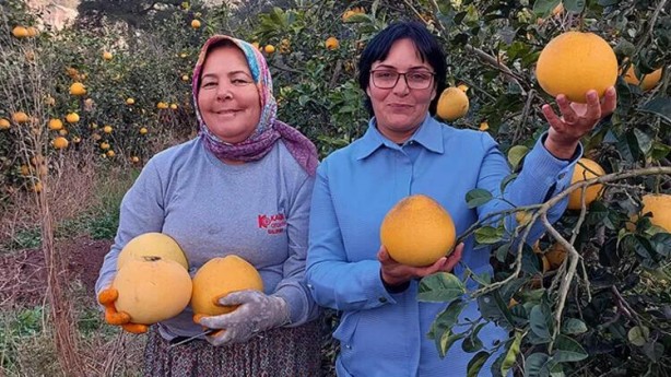 Foto - Bu kavun ağaçta yetişiyor! Yok satıyor