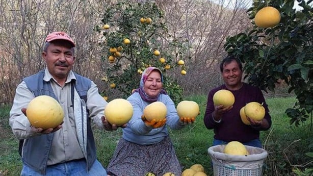 Bu kavun ağaçta yetişiyor! Yok satıyor