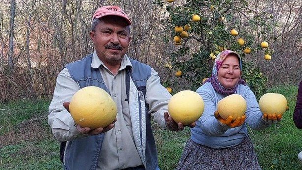 Foto - Bu kavun ağaçta yetişiyor! Yok satıyor