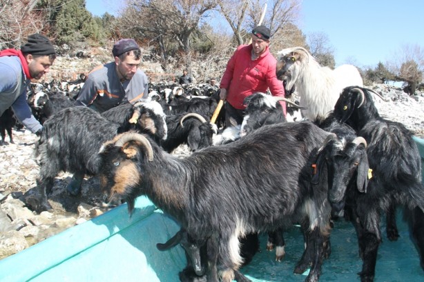 Foto - Bu keçiler teknelerle yolculuk yapıyor