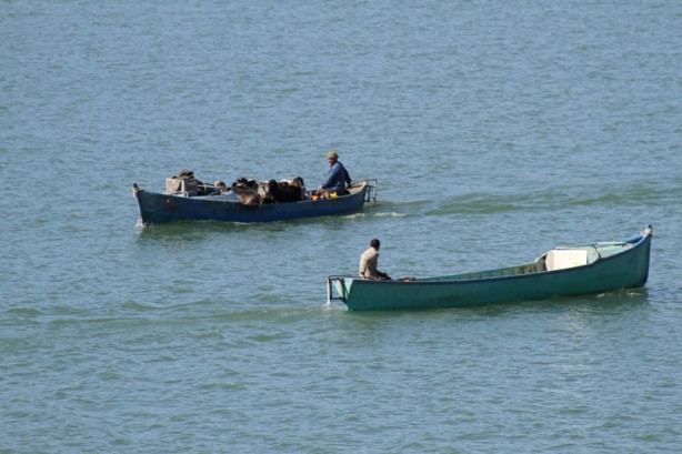 Foto - Bu keçiler teknelerle yolculuk yapıyor