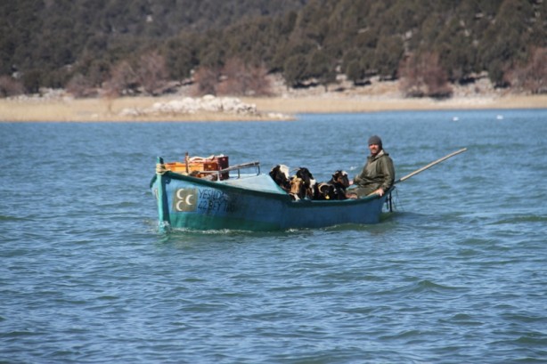 Foto - Bu keçiler teknelerle yolculuk yapıyor
