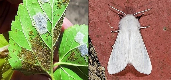 Foto - Bu kelebek 628 bitki türüne zarar veriyor