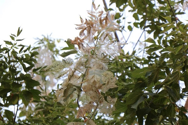 Foto - Bu kelebek 628 bitki türüne zarar veriyor