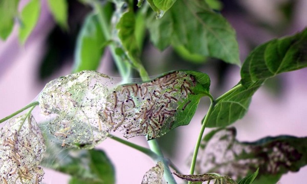 Bu kelebek 628 bitki türüne zarar veriyor