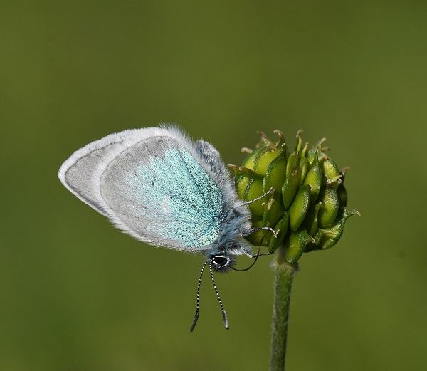Bu kelebek sadece 4 ilde görülüyor! 