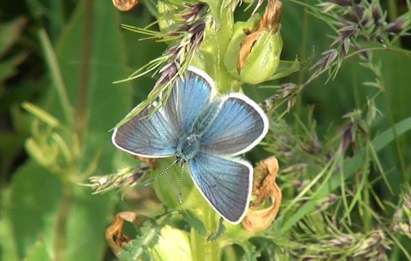Foto - Bu kelebek sadece 4 ilde görülüyor! 