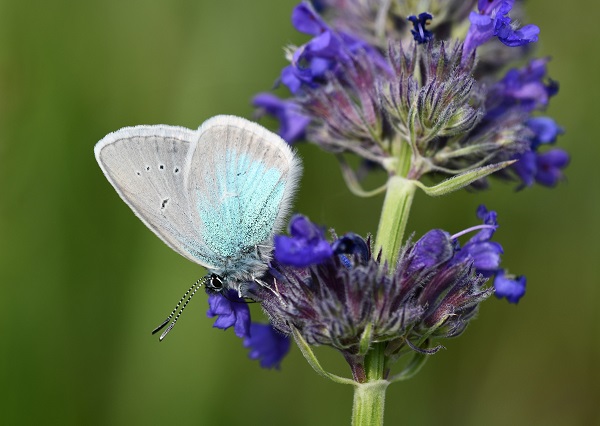Foto - Bu kelebek sadece 4 ilde görülüyor! 