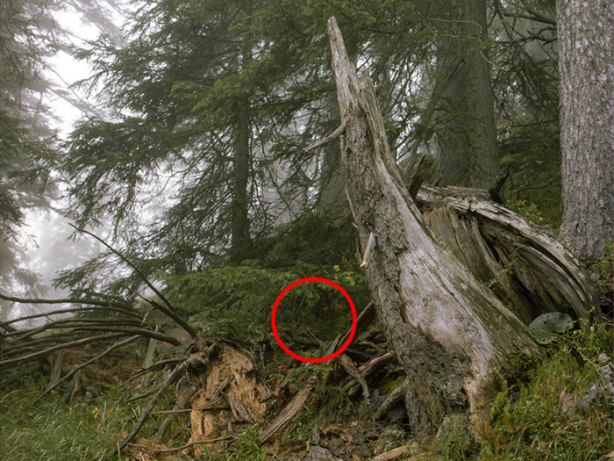 Foto - Bu keskin nişancıları görmek imkansız!