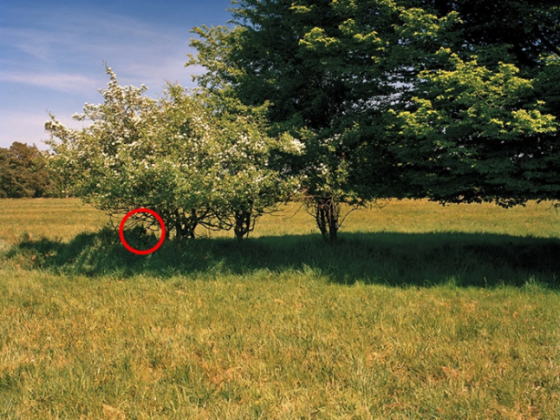 Foto - Bu keskin nişancıları görmek imkansız!