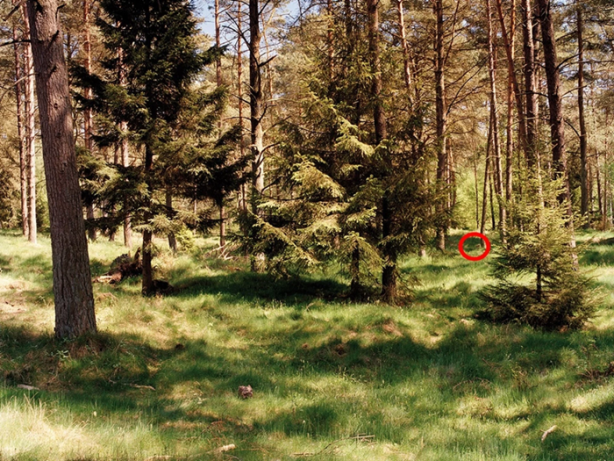 Foto - Bu keskin nişancıları görmek imkansız!