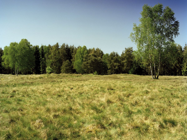 Foto - Bu keskin nişancıları görmek imkansız!
