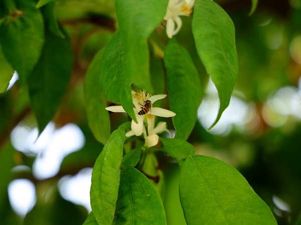 Foto - Bu koku için Adana'ya gidilir