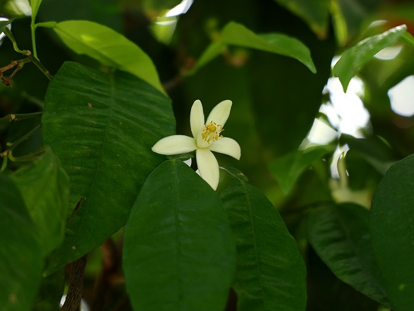 Foto - Bu koku için Adana'ya gidilir