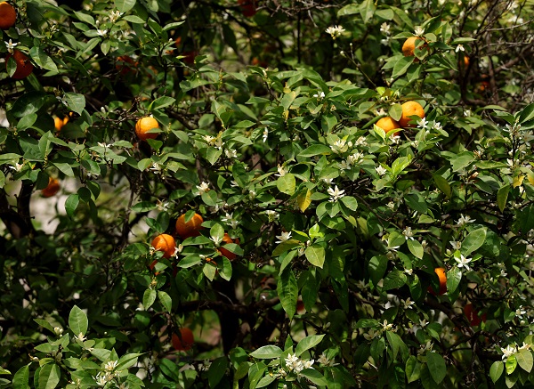 Foto - Bu koku için Adana'ya gidilir