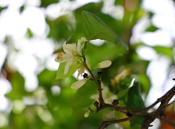 Foto - Bu koku için Adana'ya gidilir