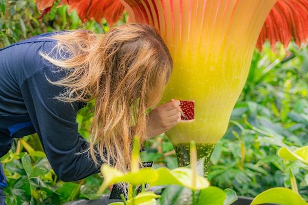 Foto - Bu kokuya dayanmak çok güç! İşte dünyanın en kötü kokan çiçeği