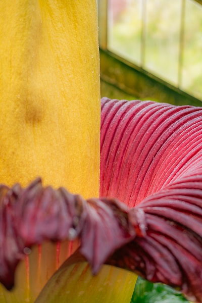 Foto - Bu kokuya dayanmak çok güç! İşte dünyanın en kötü kokan çiçeği