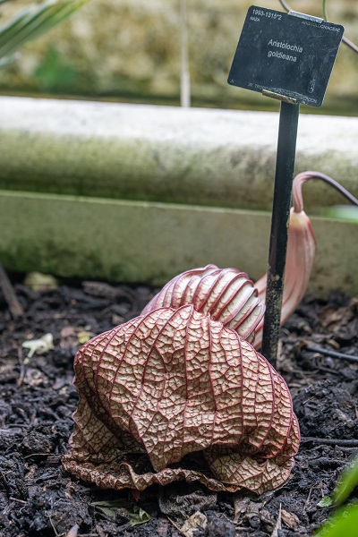 Foto - Bu kokuya dayanmak çok güç! İşte dünyanın en kötü kokan çiçeği