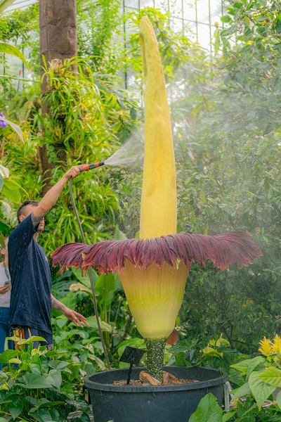 Foto - Bu kokuya dayanmak çok güç! İşte dünyanın en kötü kokan çiçeği