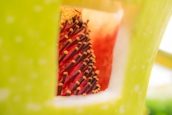 Foto - Bu kokuya dayanmak çok güç! İşte dünyanın en kötü kokan çiçeği