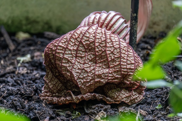 Foto - Bu kokuya dayanmak çok güç! İşte dünyanın en kötü kokan çiçeği