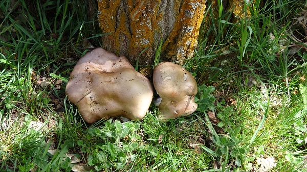 Foto - Bu konuya kimse aldırış etmiyor! Bile bile ölüme davetiye çıkartmayın