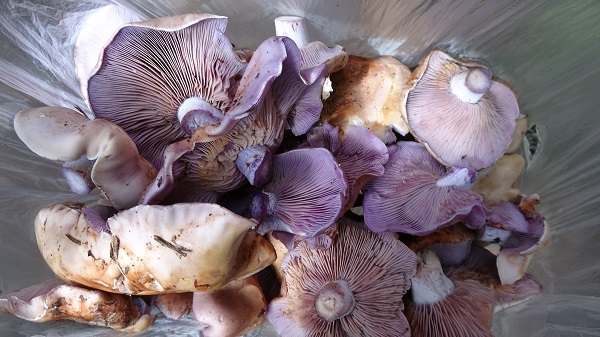 Foto - Bu konuya kimse aldırış etmiyor! Bile bile ölüme davetiye çıkartmayın