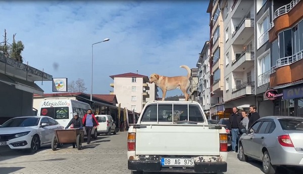 Foto - Bu köpek her gün halkı 'selamlıyor'