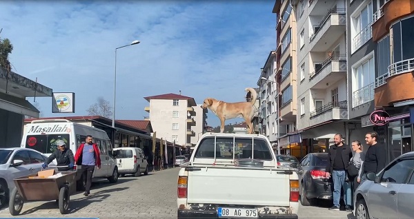 Foto - Bu köpek her gün halkı 'selamlıyor'