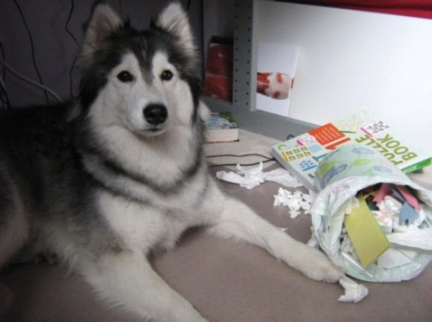 Foto - Bu köpek kendini kedi sanıyor