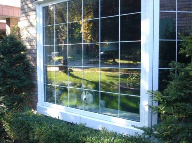 Foto - Bu köpek kendini kedi sanıyor