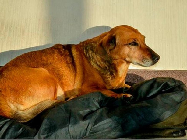 Bu köpek sadakatiyle görenleri şaşırtıyor