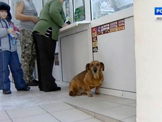 Foto - Bu köpek sadakatiyle görenleri şaşırtıyor