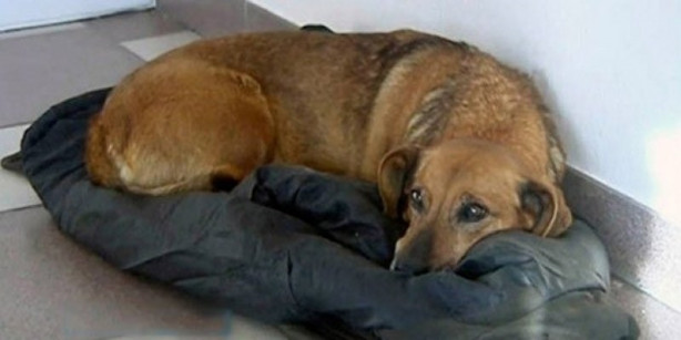 Foto - Bu köpek sadakatiyle görenleri şaşırtıyor