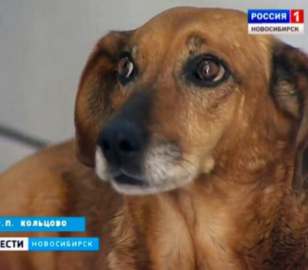 Foto - Bu köpek sadakatiyle görenleri şaşırtıyor