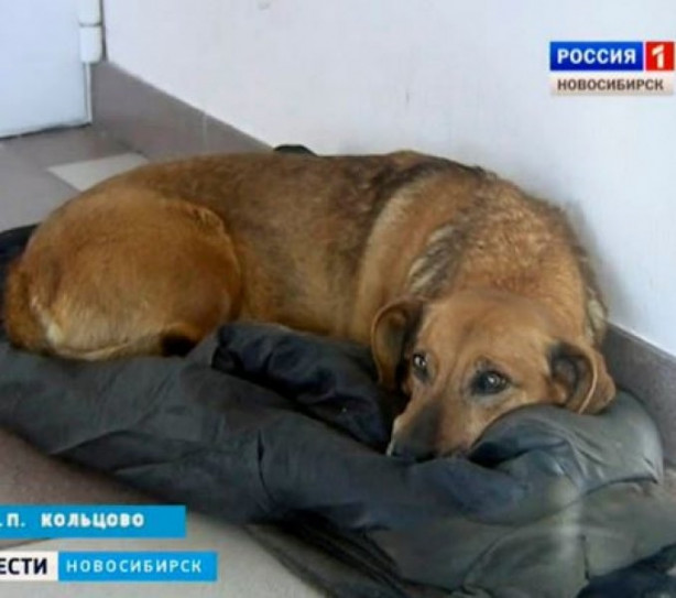 Foto - Bu köpek sadakatiyle görenleri şaşırtıyor