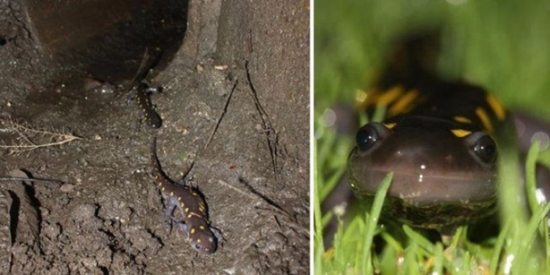 Foto - Bu köprülerden insan geçmiyor!