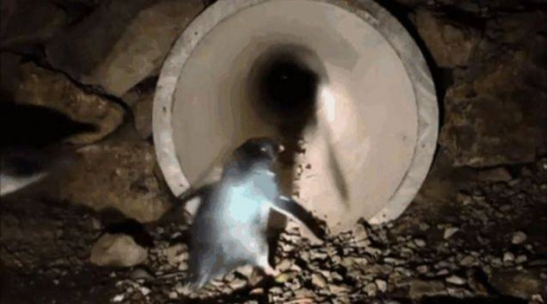 Foto - Bu köprülerin bilinenden farklı bir kullanım amacı var!