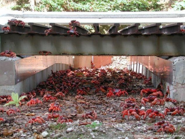 Foto - Bu köprülerin bilinenden farklı bir kullanım amacı var!