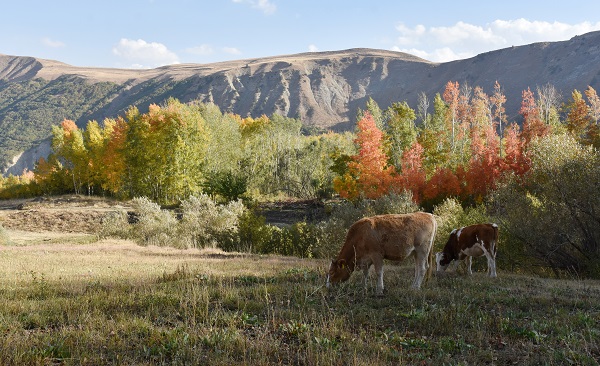 Foto - Bu köy sonbaharda başka güzel