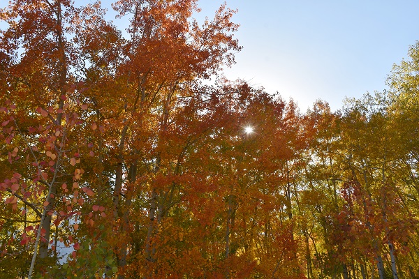 Foto - Bu köy sonbaharda başka güzel