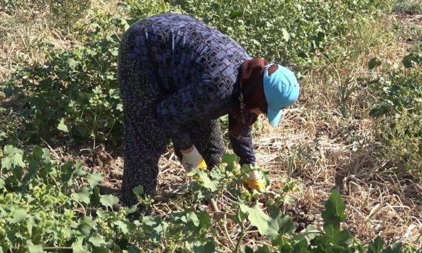 Foto - Bu köydekiler paraya para demiyor! Sadece orada var
