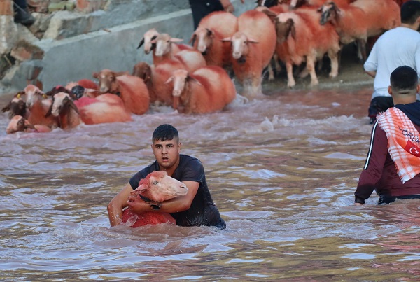Foto - Bu koyunlar bakın neden boyanıyor! 7 asırlık gelenek sürdürülüyor