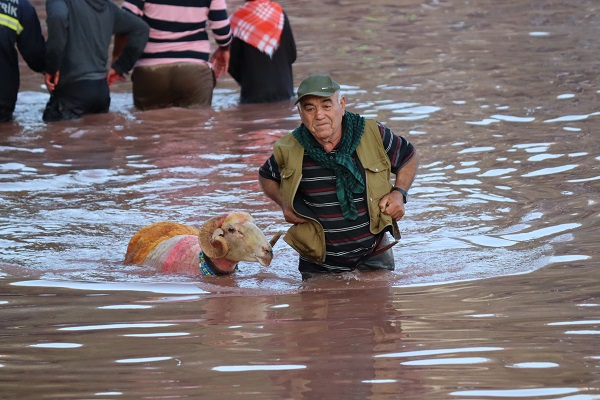 Foto - Bu koyunlar bakın neden boyanıyor! 7 asırlık gelenek sürdürülüyor